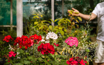 Comment cultiver les rosiers en serre ?